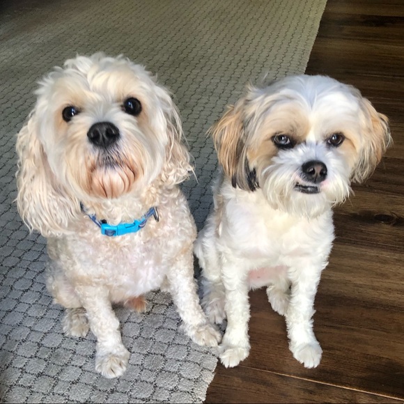 Meet your Posher, Ellie - Picture 2 of 7